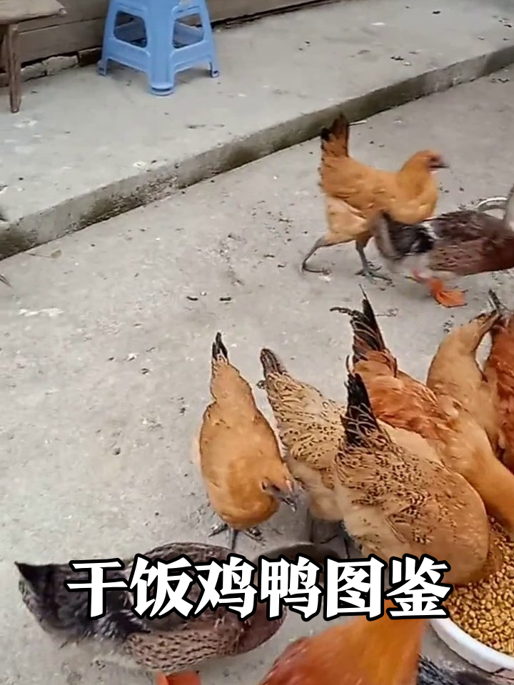 鸡鸭干饭大混战,为口吃的拼了命