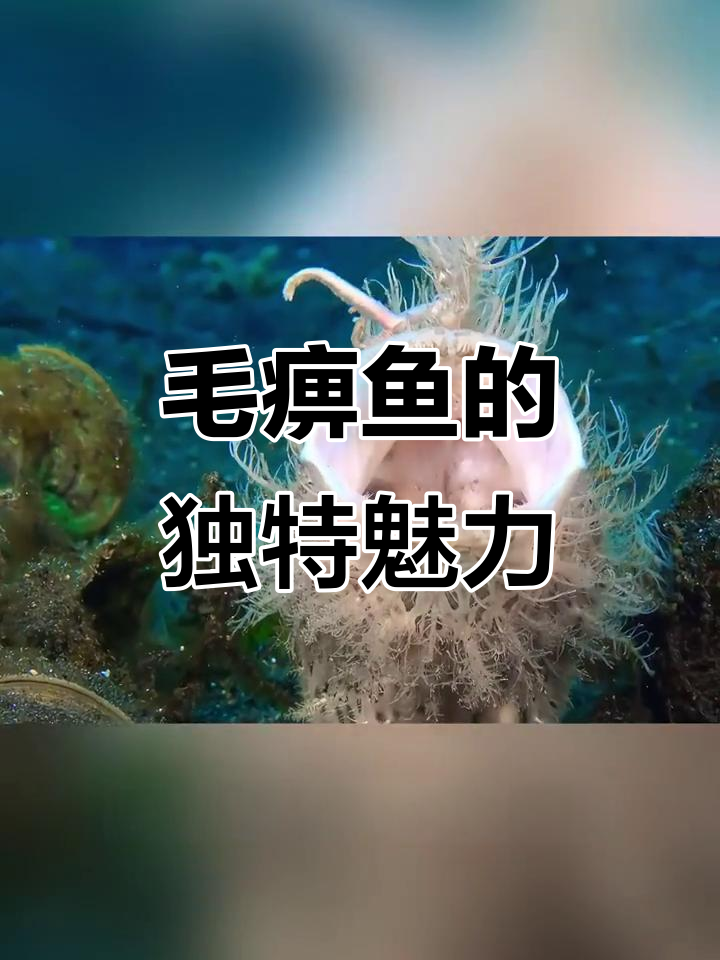 我是毛躄鱼，浅水滩的优雅捕食者