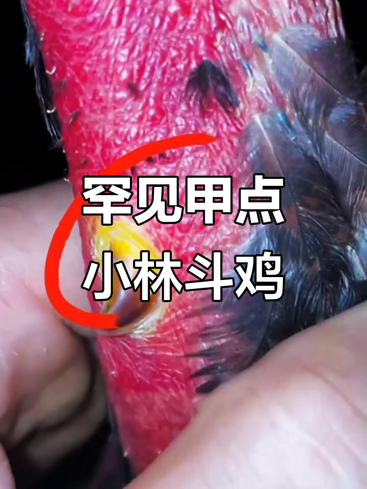 稀有斗鸡品种揭秘：甲点小林斗鸡的独特鳞片与攻击力