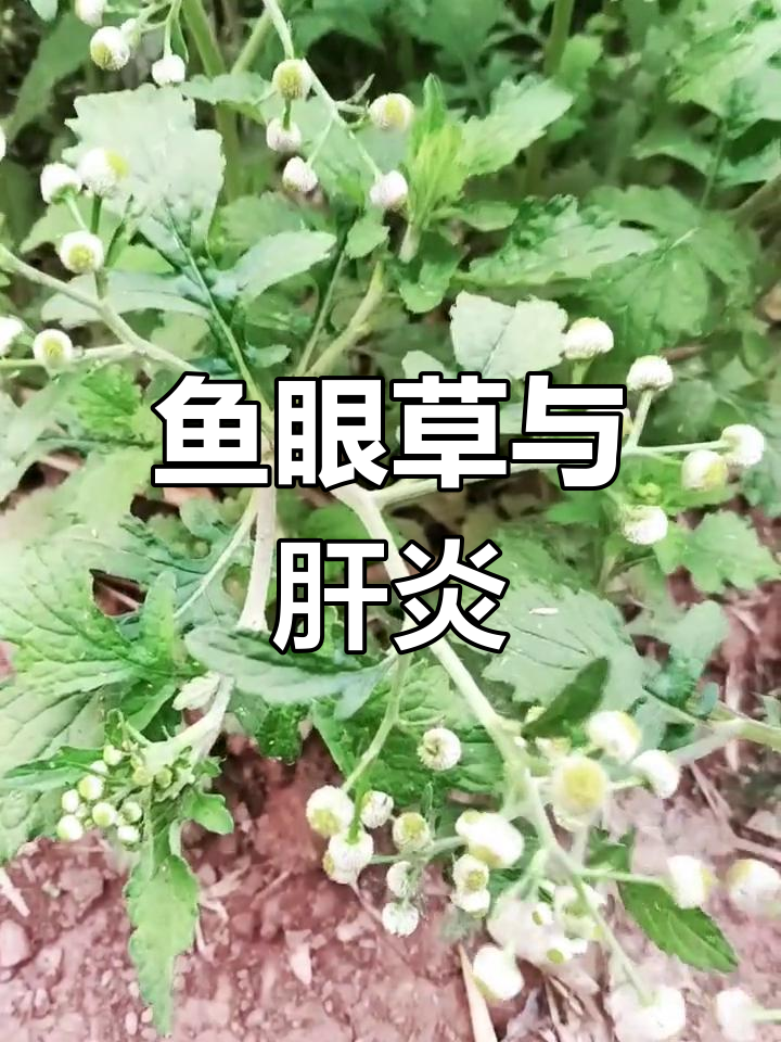 鱼眼草揭秘:肝炎的天然克星,你认识吗?