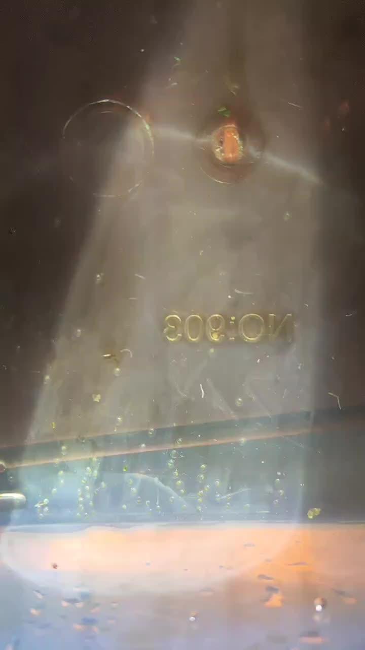 火蚁跟着节奏走起来 人工繁殖 红火蚁魔鬼灯鱼 灯鱼繁殖 观赏鱼
