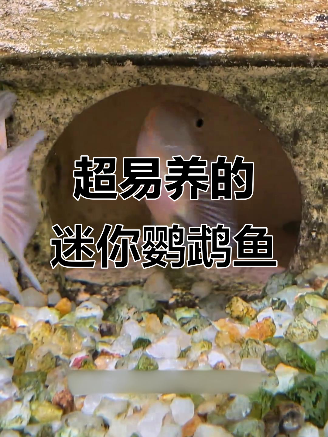 迷你鹦鹉鱼:皮实好养,超能生娃的观赏宠