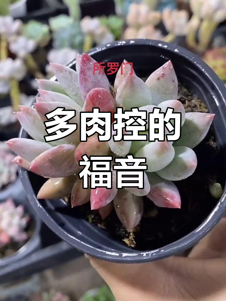 胖嘟嘟的多肉控,所罗门和鸡蛋美人来啦!