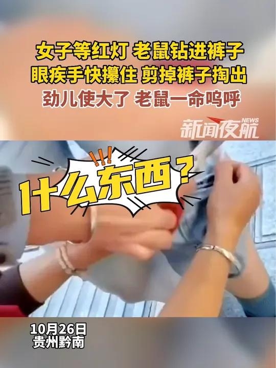 10月26日(发布)贵州黔南。女子等红灯时老鼠钻进裤子,该女子眼疾手快隔着裤子攥住老鼠,用