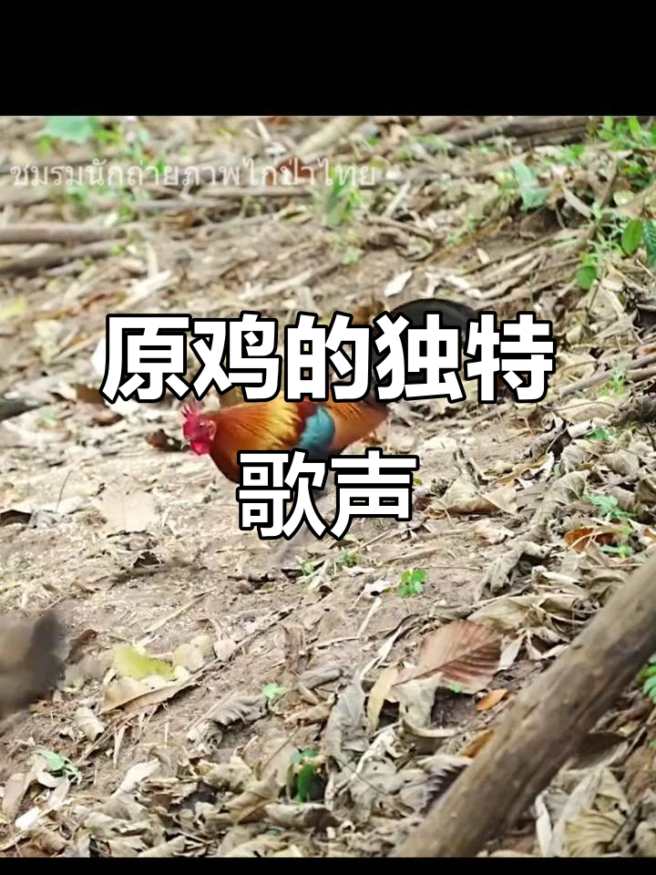神奇原鸡叫声，大自然的奇妙旋律