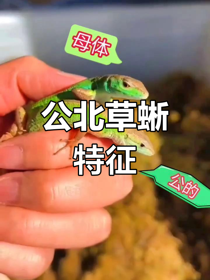 北草蜥公母分辨，背部白金色线条揭秘