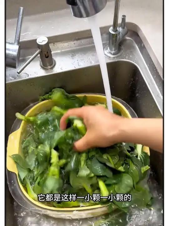 这个季节的苏北露天霜冻青菜苔很嫩很脆很甜、连我那不爱吃青菜的孩子都喜欢、你们赶紧去试试纯天