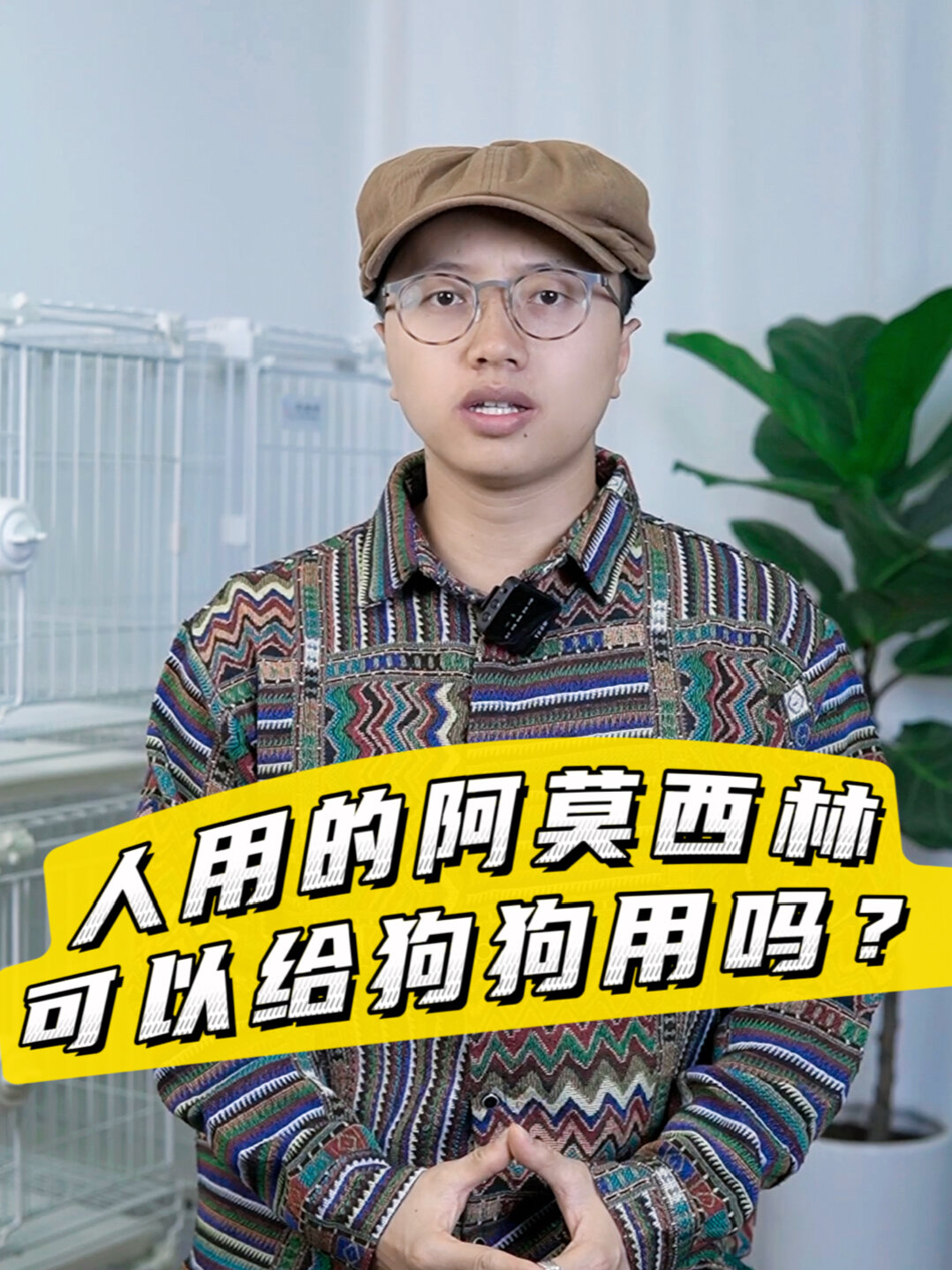 人用的阿莫西林可以给狗狗吃吗?