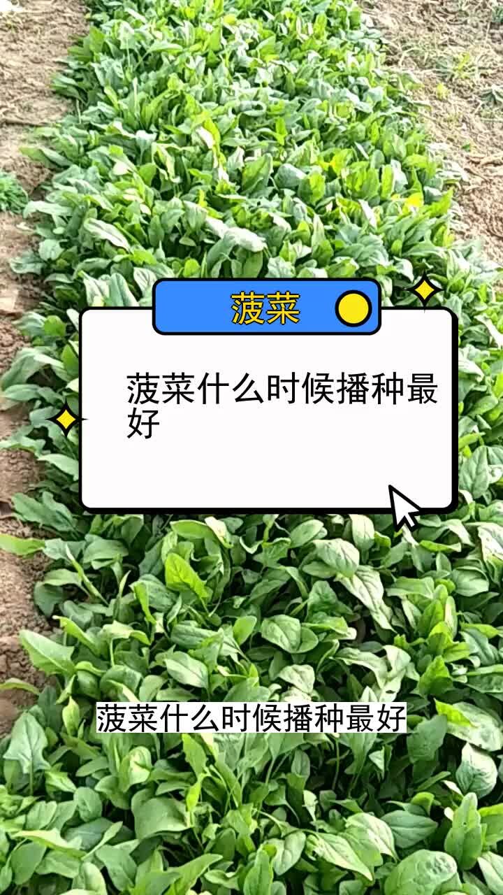 菠菜什么时候播种最好 三农种植 农业