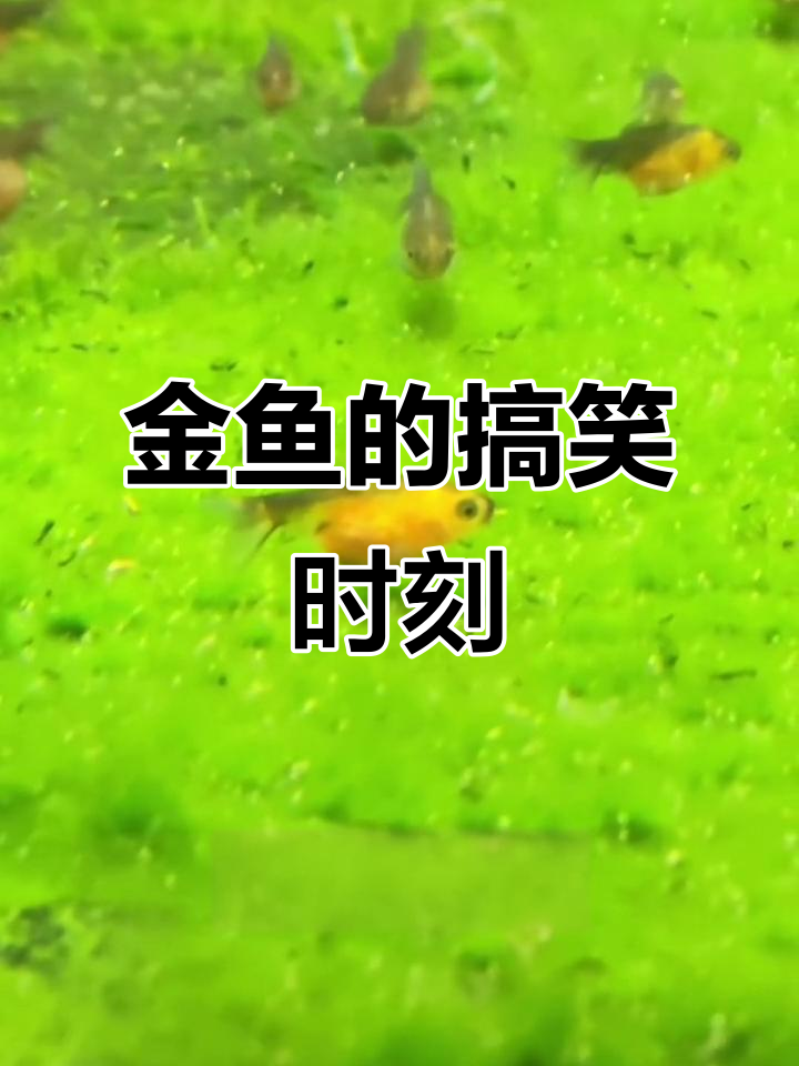 鱼鳞炸裂,腹水问题又来了?养金鱼日常大揭秘
