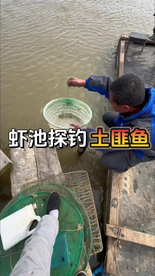 虾池探钓 想不到大叔的养虾池里竟然来了帮“土匪鱼”