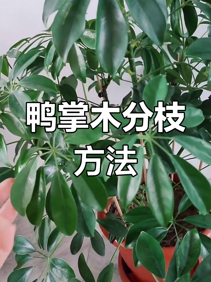 鸭掌木养护技巧:如何让它分枝爆盆,打造理想造型