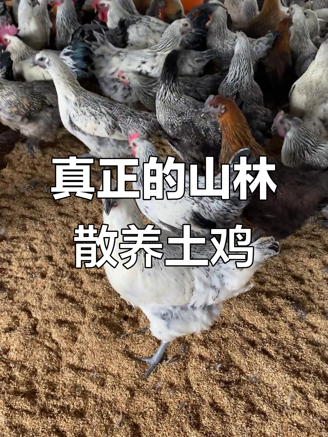 云南青花土鸡:真正野外放养,毛色独一无二