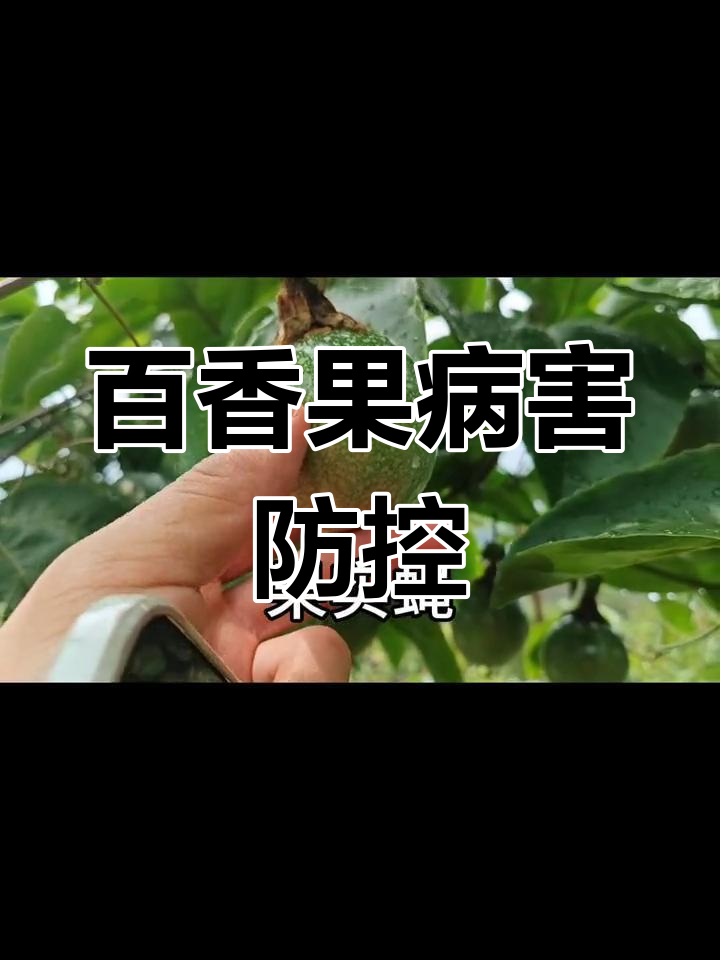 百香果常见病害及防治方法