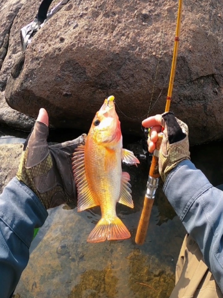 水面系中条红老虎鱼,给大家拜个早年!