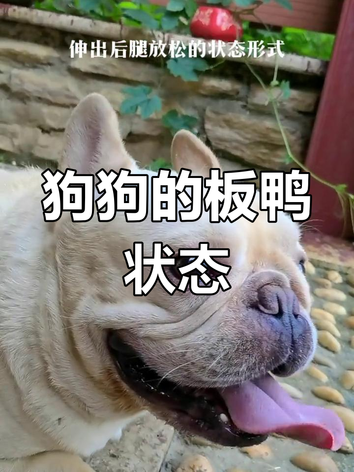 小狗板鸭趴,怎么叫都不理你!