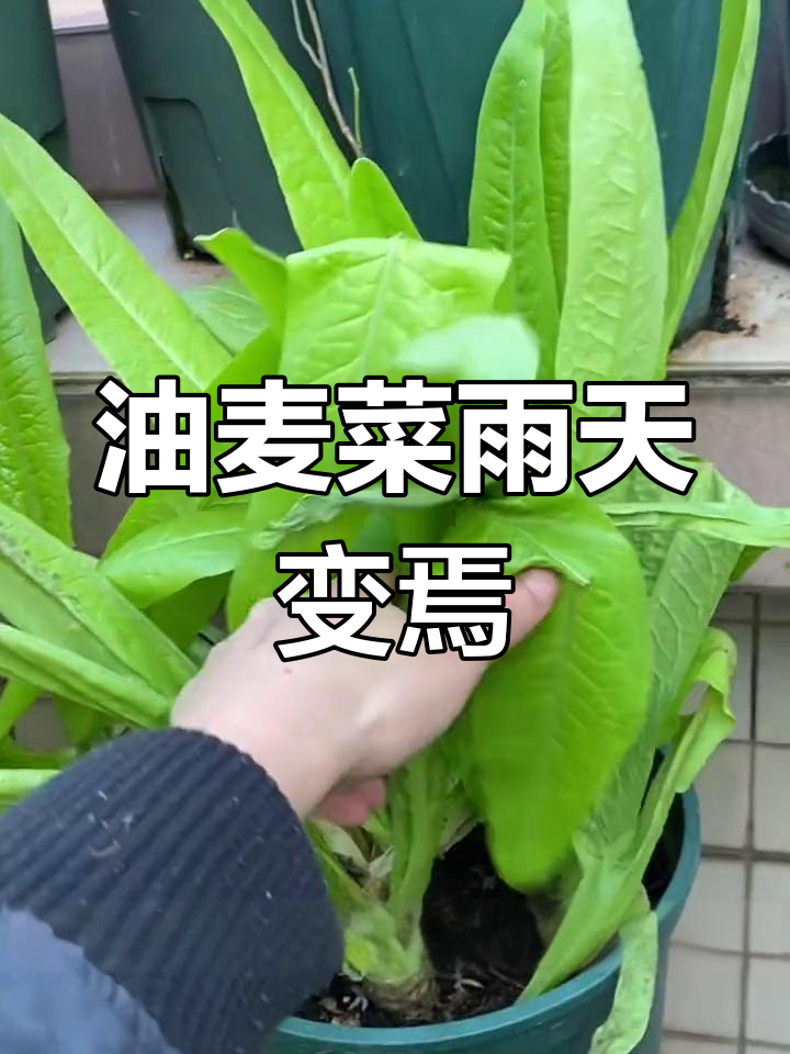 连续下雨,油麦菜为何突然焉了?光照不足是主因