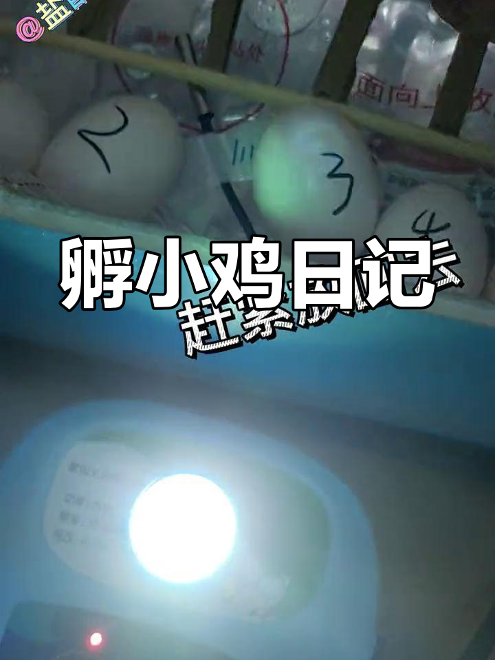 10天玄凤蛋与7天鸽子蛋的孵化过程