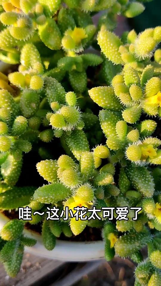 有刺但是不扎手的雷童
