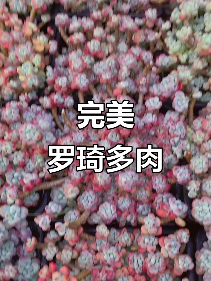 罗琦多肉控型完美,花盆搭配绝了