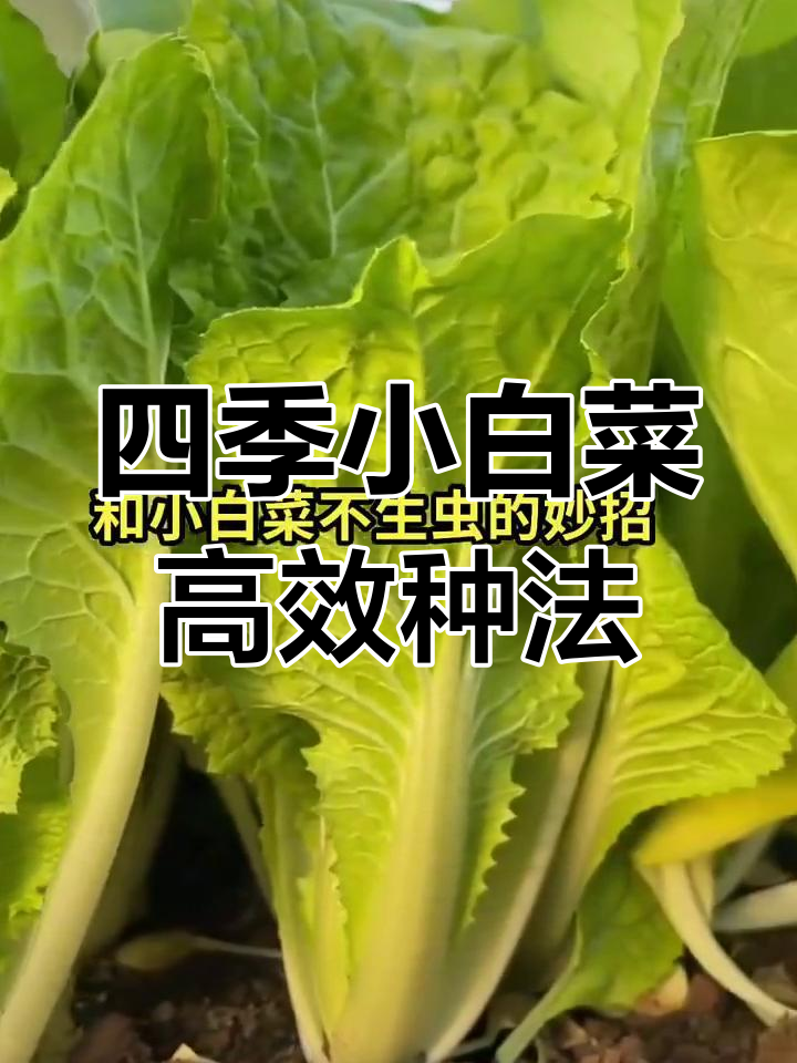 小白菜种植技巧与防虫妙招,轻松搞定四季高产