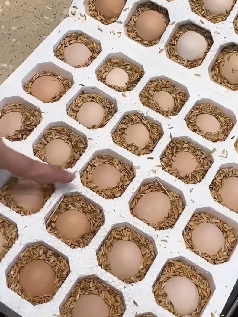 土鸡蛋 农家散养土鸡蛋 好吃又营养 鸡蛋 优质农产品