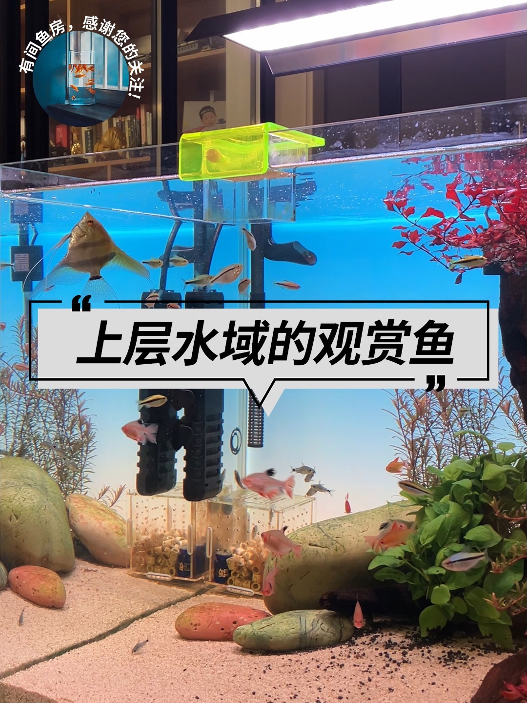 混养须知之「上层水域」活动的小型观赏鱼