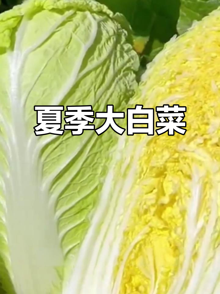 夏阳白菜,耐热抗湿,种植简单,产量高口感佳