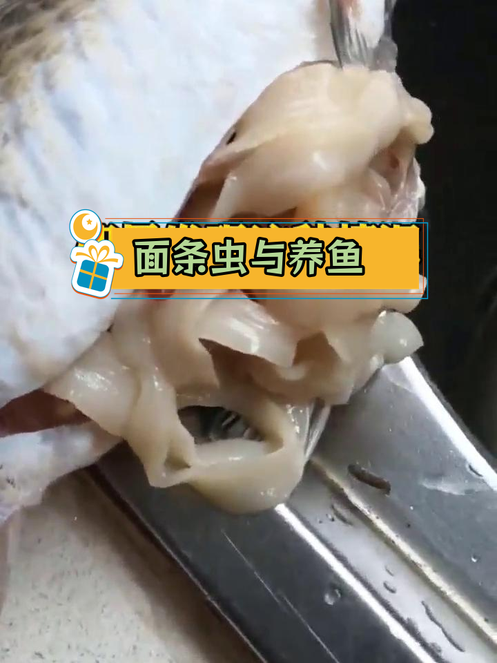 鱼塘中的面条虫揭秘