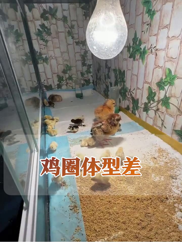 鸡圈现“巨人症”小鸡!大哥带一群小老弟,体型差笑喷