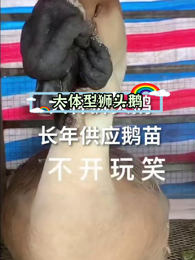 狮头鹅苗生长迅速,成年可达30斤