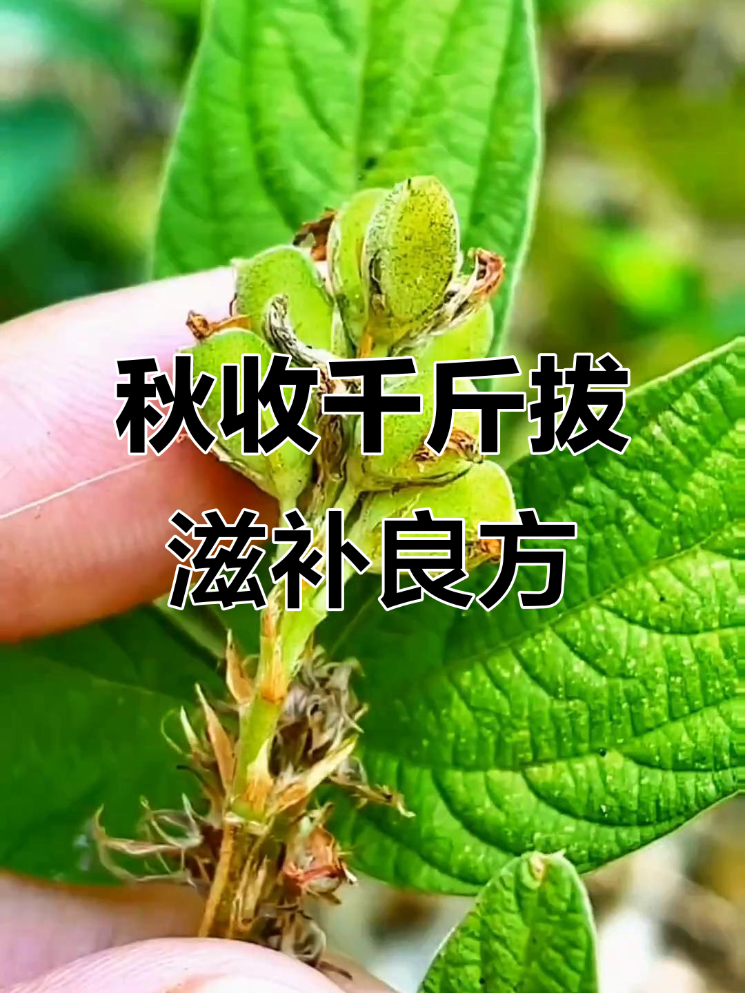 千斤拔:秋季采收的珍贵药材,鳞茎炖汤滋补效果极佳