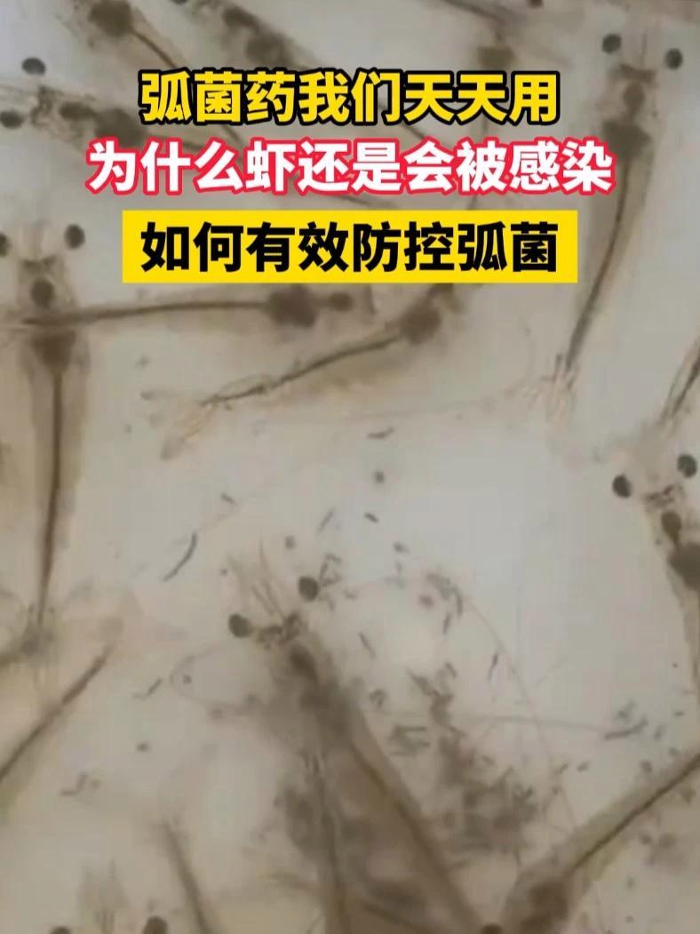 对虾养殖头号杀手弧菌病如何防治?5月27日晚上7点半华中农业大学罗毅副教授亲授新方案!对虾