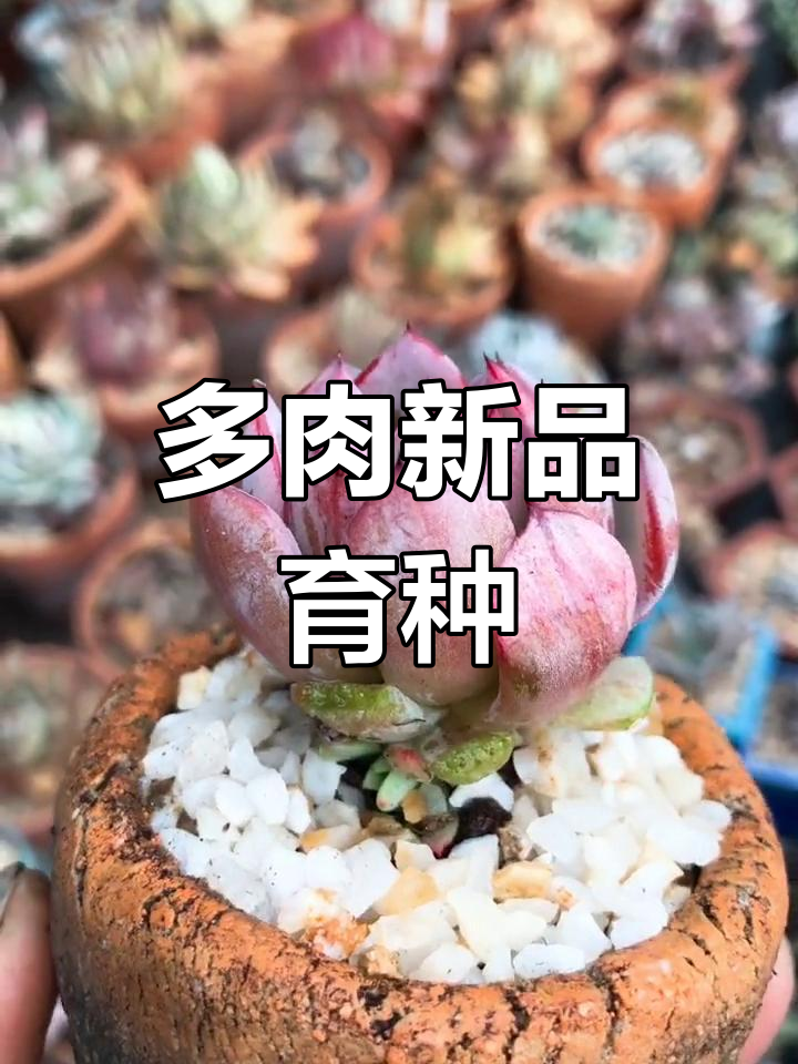 多肉新品种通过杂交与优选,培育出独特性状