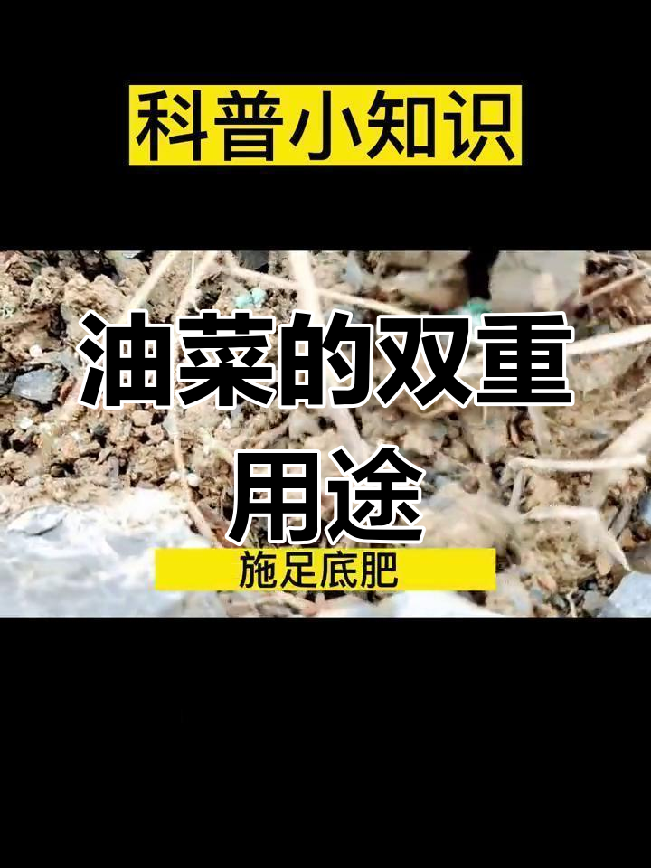 油菜籽富含油脂,可食用;嫩茎叶也可作蔬菜