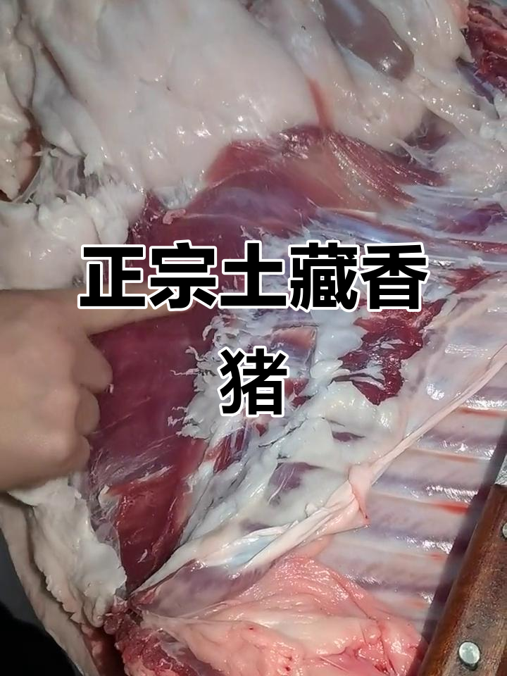 藏香猪年猪肉质揭秘:紫红色肉与厚板油象征品质