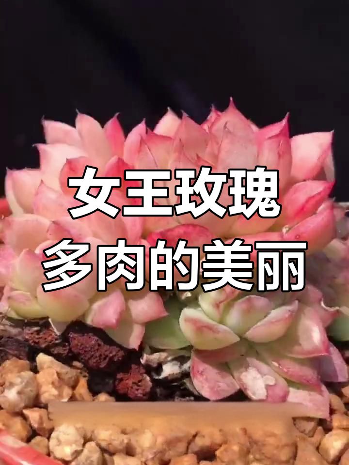 女王玫瑰多肉:莲座叶片与季节变化的美妙互动