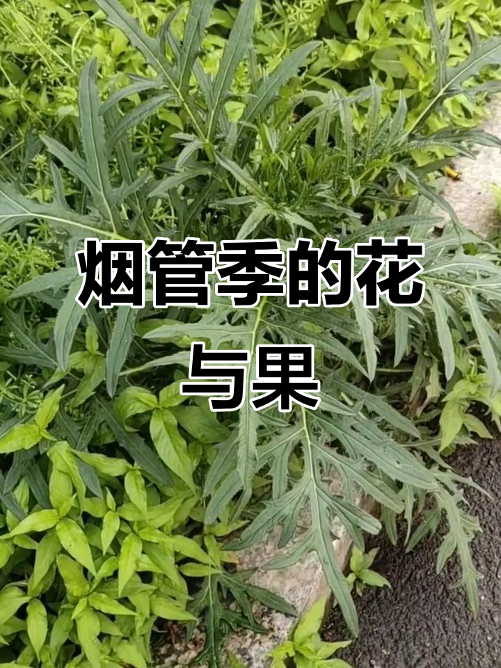 烟管蓟:路旁的紫红花朵与四棱果实