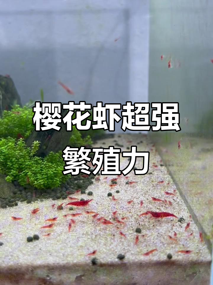 樱花虾繁殖能力惊人，鱼缸藻类问题轻松解决