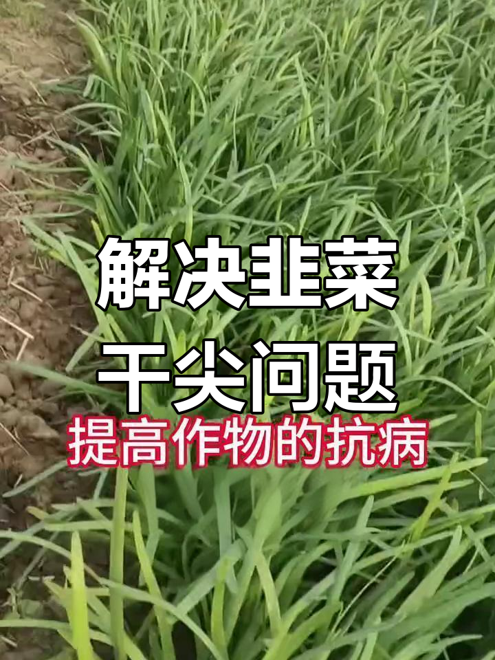 韭菜干尖原因及解决方法,避免病害和生理性伤害