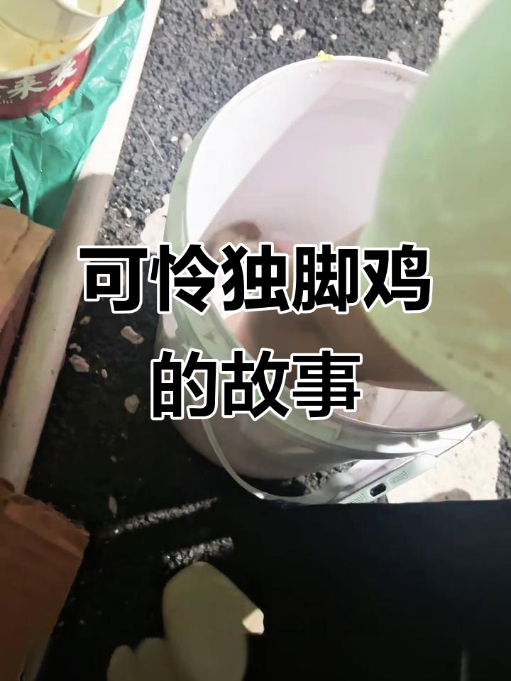 独脚鸡的悲惨遭遇,竟然有后续!
