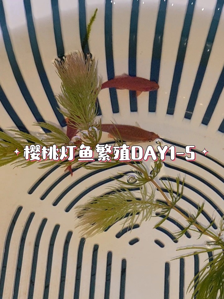 樱桃灯鱼繁殖1-5天