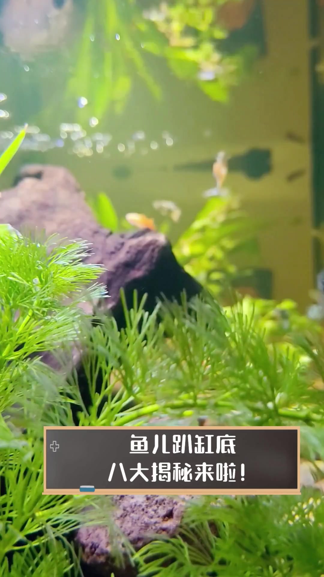 鱼儿趴缸底,八大揭秘来啦!