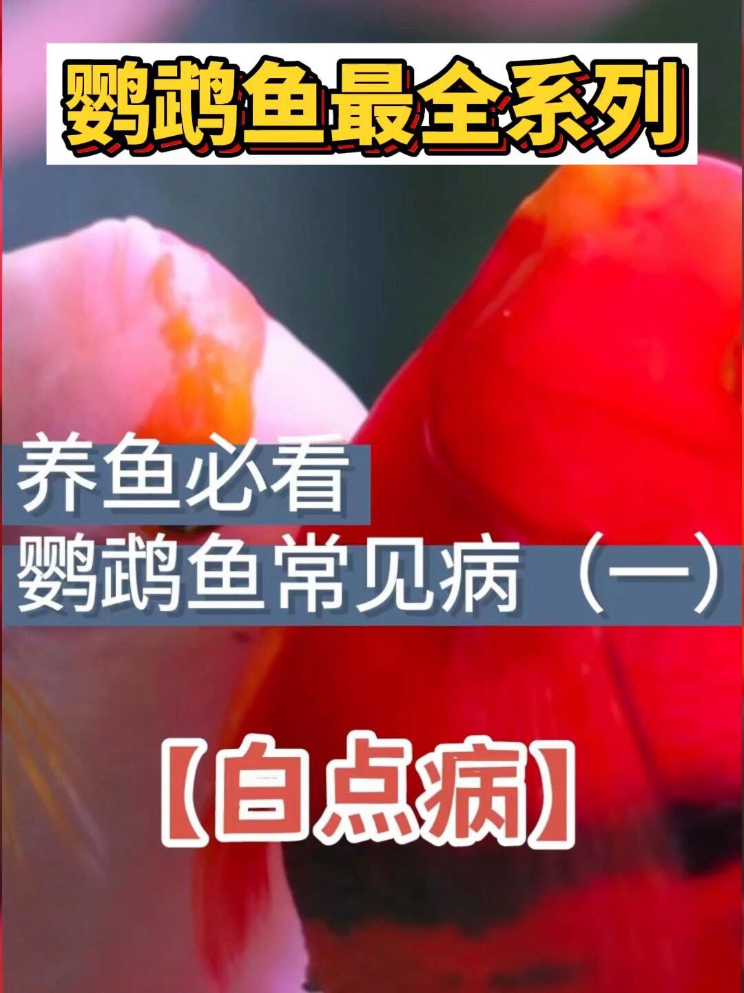 拯救鹦鹉鱼!白点病!干货鹦鹉鱼病系列篇
