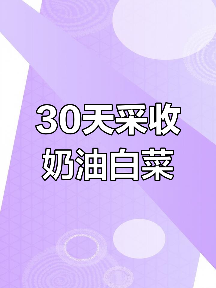 奶油小白菜,30天快速收获脆嫩美味