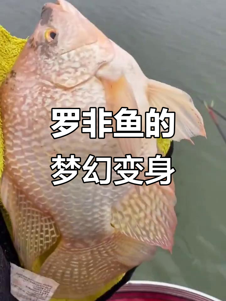 彩虹鲷原来是罗非鱼新品种,肉质鲜美却价格亲民