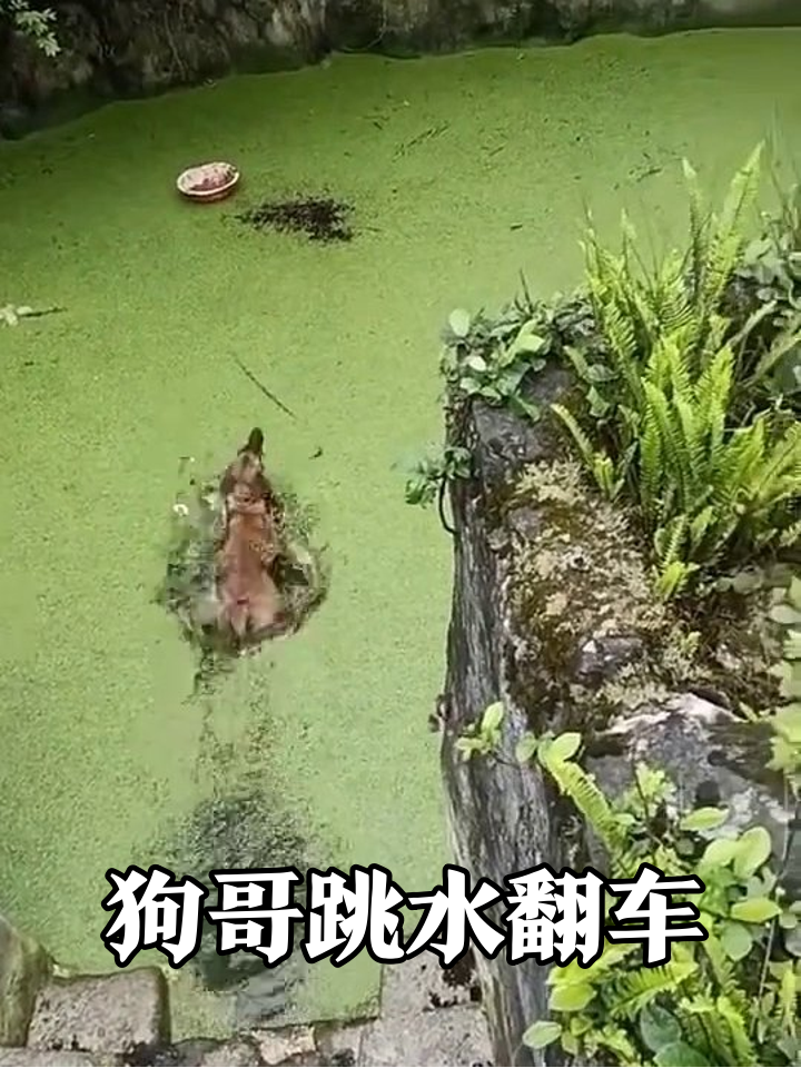 狗子为抢红烧肉跳池塘,绿藻下面全是水笑喷!