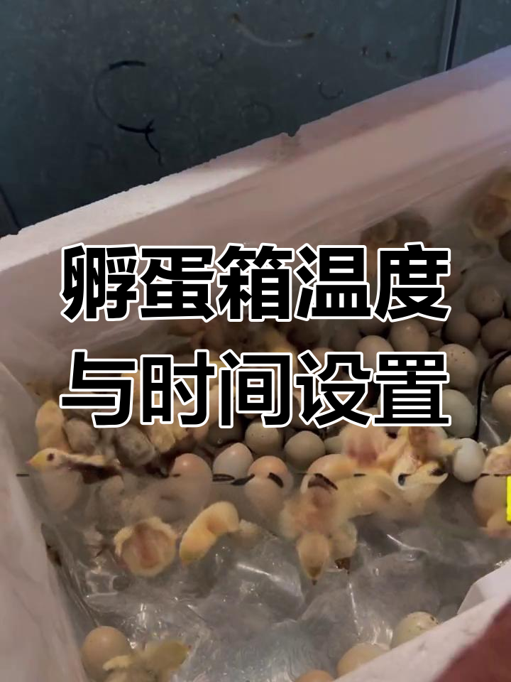 小鸡孵化箱里待多久?如何照顾弱小鸡