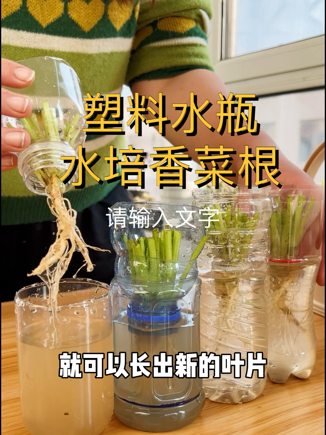 用塑料水瓶在家水培香菜根