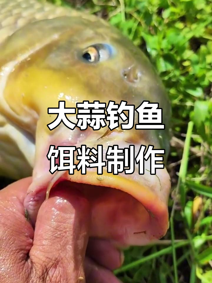 自制大蒜饵料,钓大鲤鱼、草鱼的秘密武器
